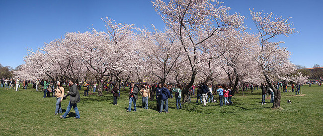 800px-Cherry_Blossom_Grove_on_the_National_Mall