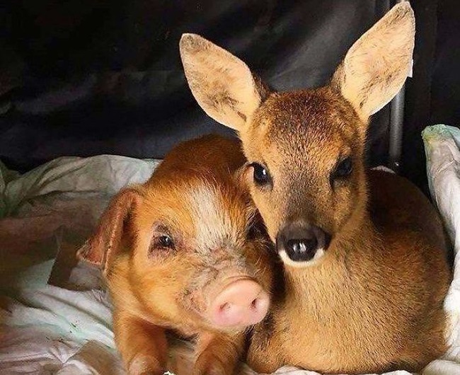 5f7ed19967a14_bDu2e5OQKFW0NpWwbfyWo73pnF3ha9XKavvC-zmsCDI__700