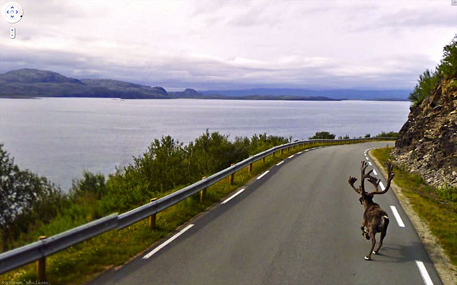google-street-animals-5d2441cb083d6__700