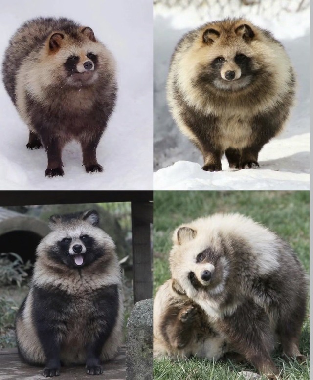 tanu