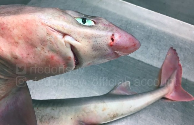 867930560685113344-png__700