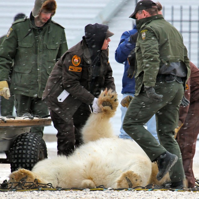 polar-bear-cop_s