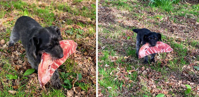 cats-dogs-stealing-food-101-5f4f56861a354__700