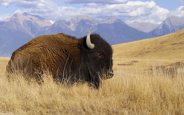 bison_granzow