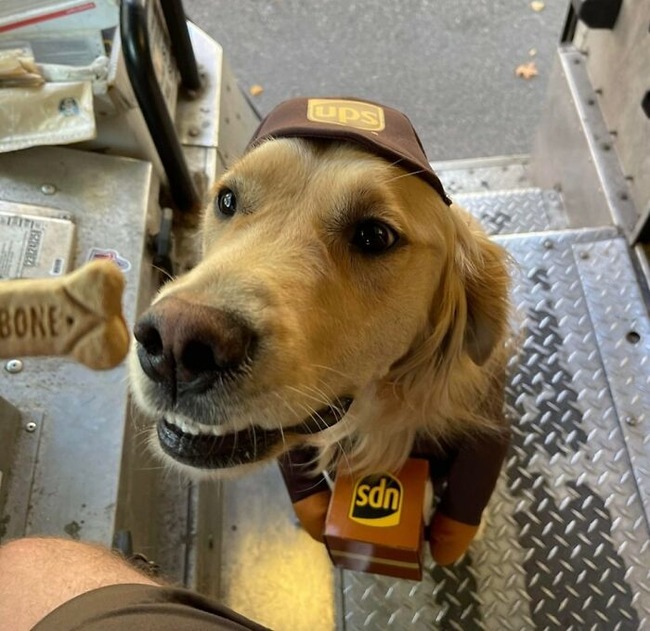 cute-ups-dogs-pics-6413382567047__700