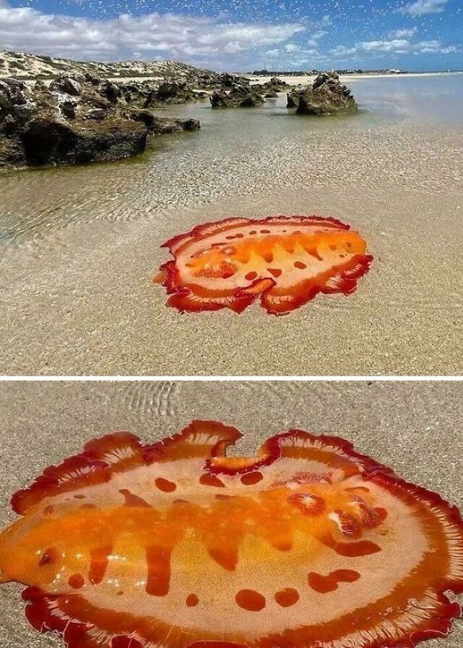 67f52a2f4fe83_scary-ocean-creatures-deep-sea-photos