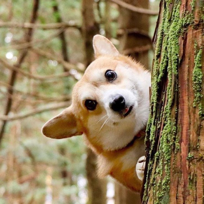 funny-expressive-dog-corgi-genthecorgi-1-7-5f0ea724a3ec3__700