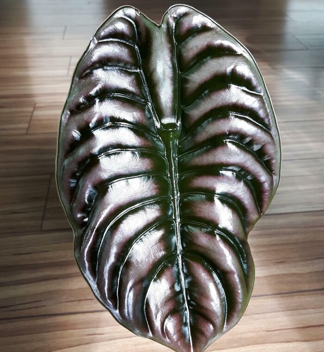 64eded2cdcff1_interesting-unusual-plants
