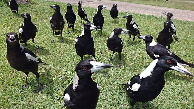 different-countries-pigeons-18-6543c89caa4a9__700