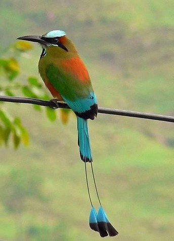 bird-national-bird-of-El-Salvador