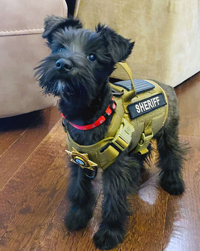 adorable-police-puppies-10-65533544c329f__700