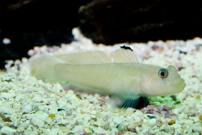 1280px-Rhinogobiops_nicholsii;_Blackeye_goby