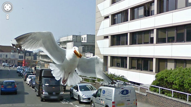 google-street-animals-5d2441d08ec01__700
