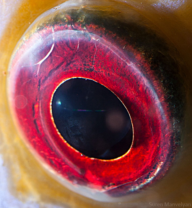 animal-eyes-photography-suren-manvelyan-26-5f4e1927dc646__700