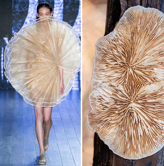 parallels-between-fashion-and-nature