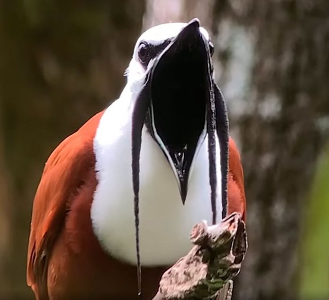 656466ebe02fe_funny-birds-threatening-auras-656467d368a3a__700