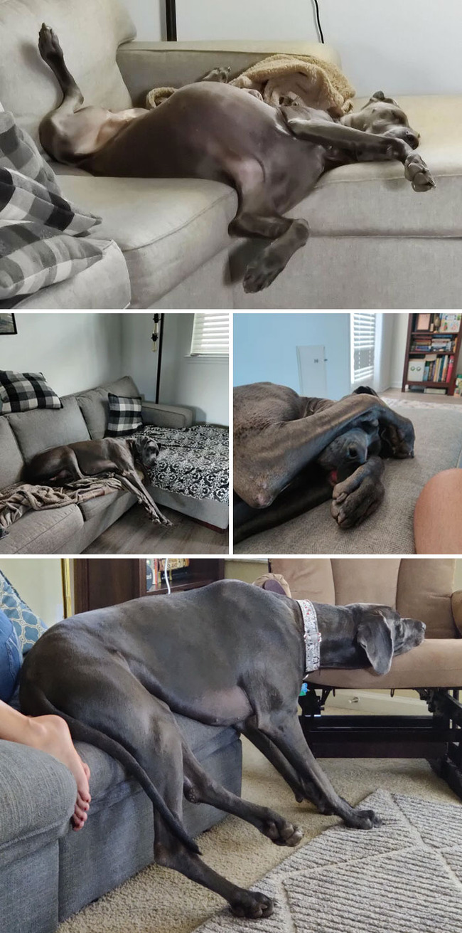 funny-dogs-great-danes-pics-12-63ff7dd36930f__700