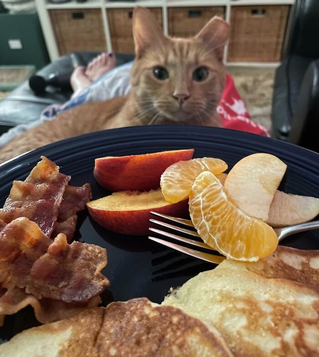 67b3454f560e5_toby-smells-bacon