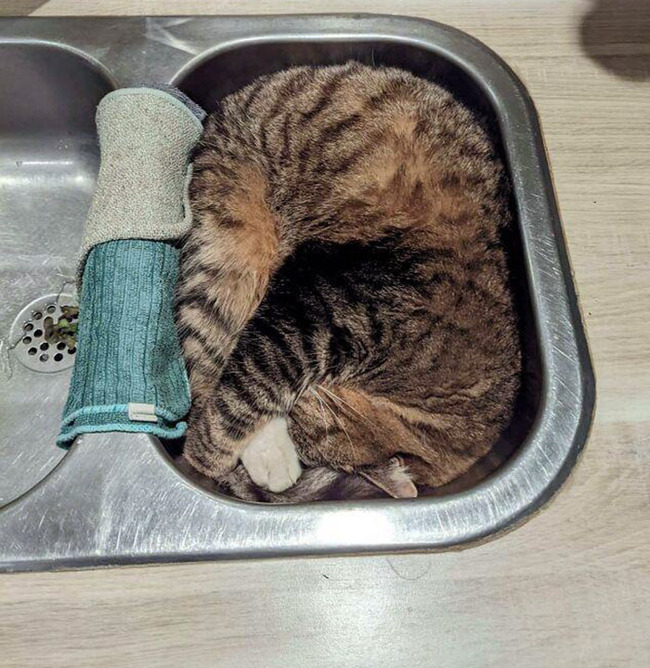 satisfying-perfect-fit-pics-214-64e718780085c__700