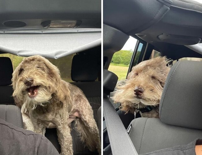 656f14ec340df_hilarious-whats-wrong-with-your-dog-pics