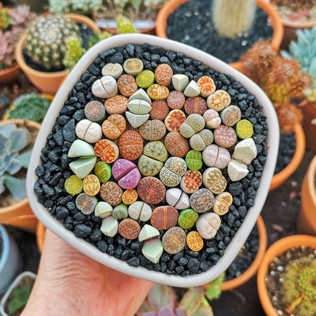 interesting-unusual-plants-81-64ccdcb55317f__700