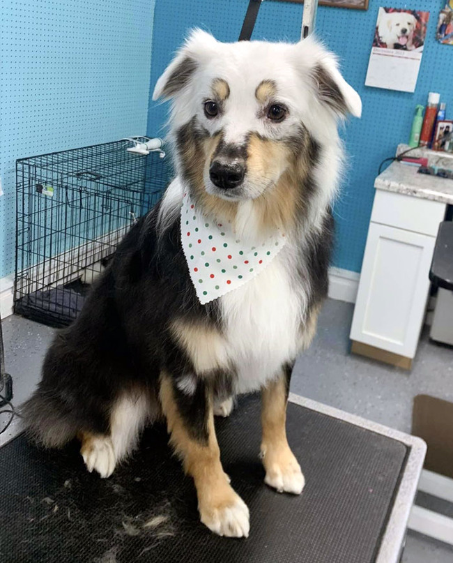 Unusual-Pets-Genetic-Mutations-3-655cc106d477e__700 (1)