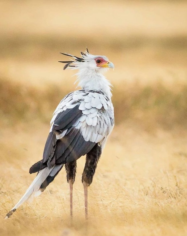 Secretary Birds