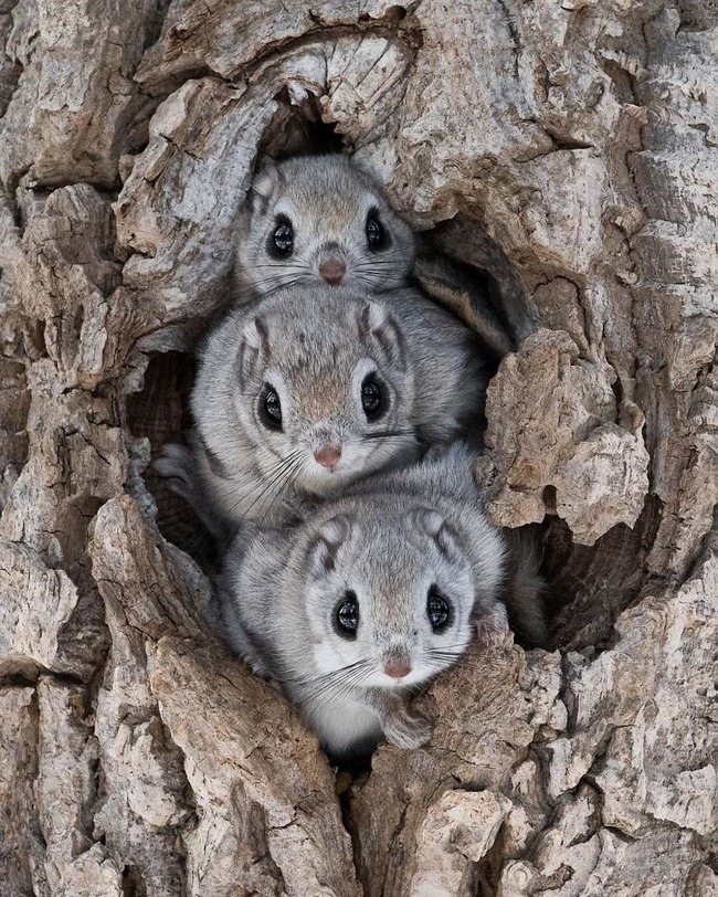pokemon-japanese-flying-squirrels