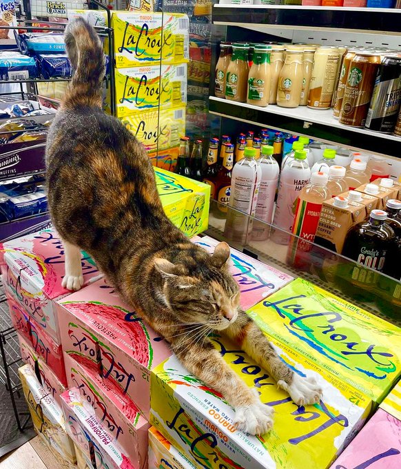 Cute Photos Of Bodega Cats