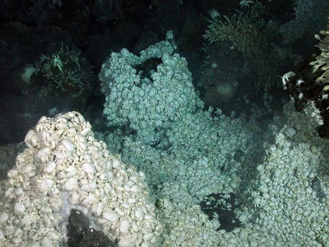 yeti-crab-swarm-spotted-antarctic-vent-crabs_46505_600x450