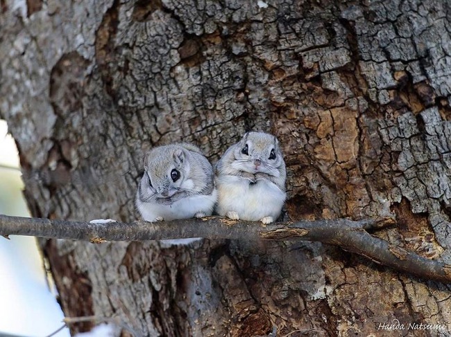 pokemon-japanese-flying-squirrels