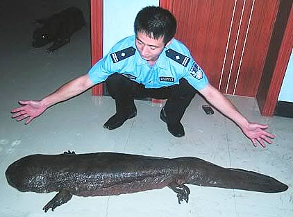 chinese-giant-salamander