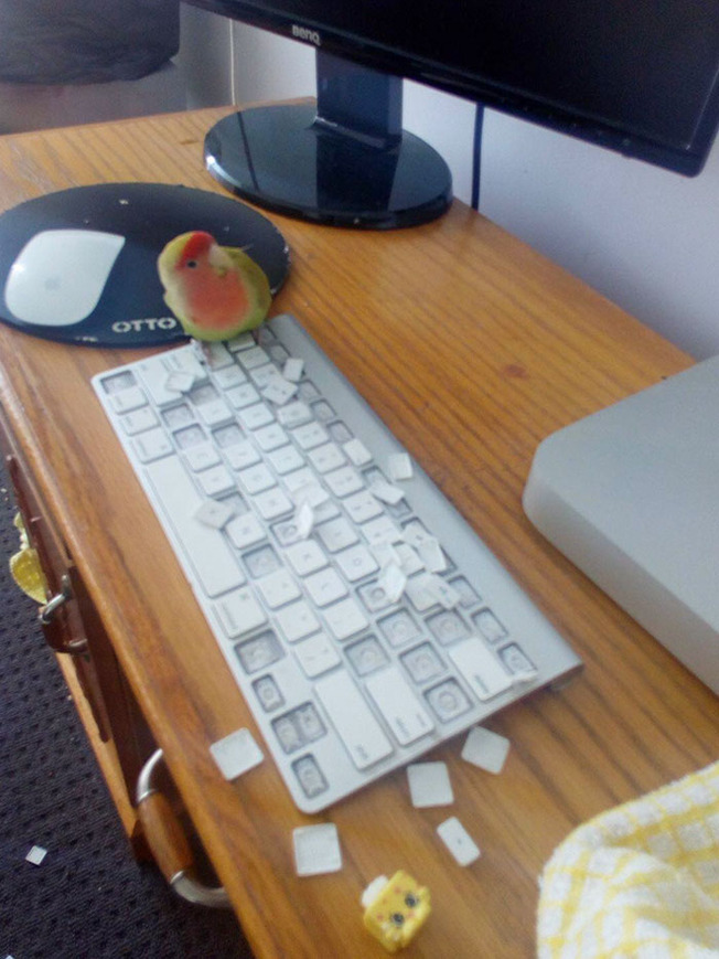 pets-destroying-things-510-603c9b077e379__700