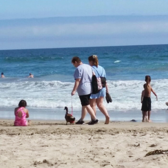 funny-interesting-beach-things-20-62bdb839e422f__700