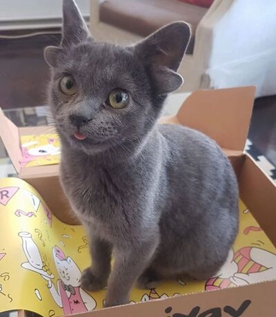 unique-pets-genetic-mutations-49-626800efa2b0f__700 (1)