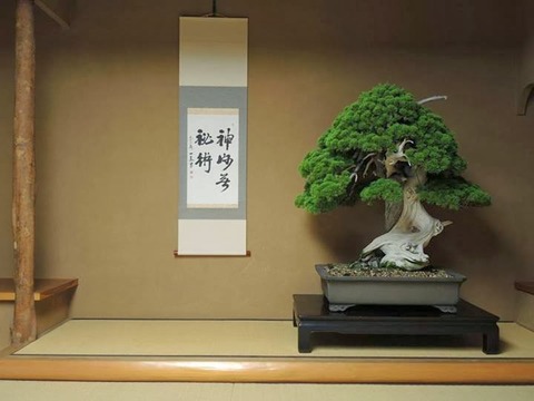 800-year-old-bonsai-tree