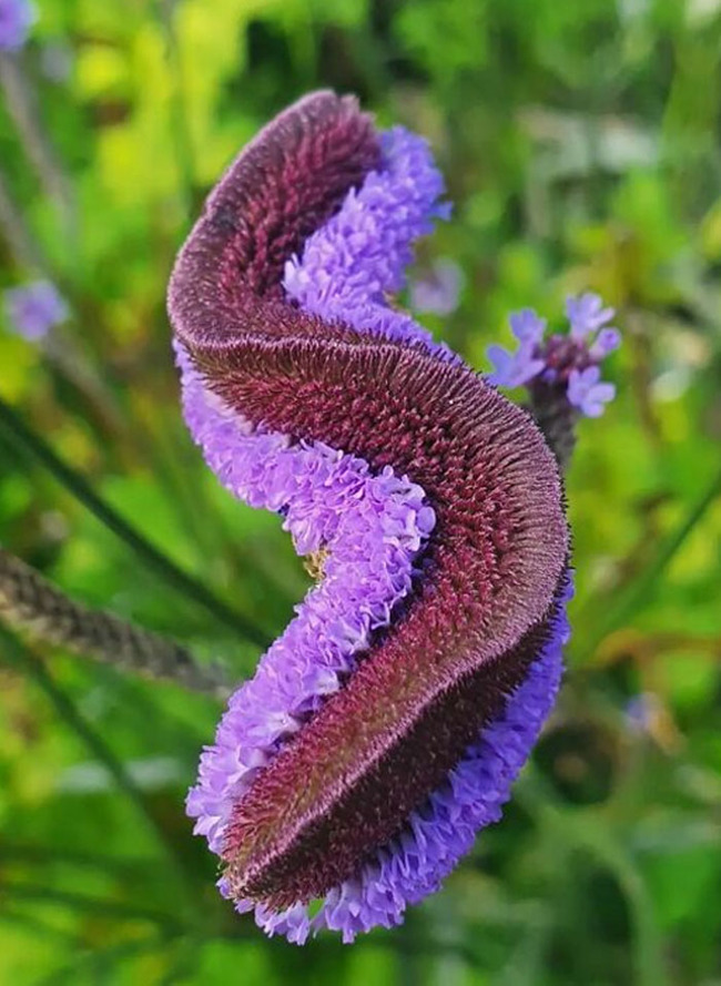 interesting-plant-fasciation-examples-22-65cdbc3bcfda3__700