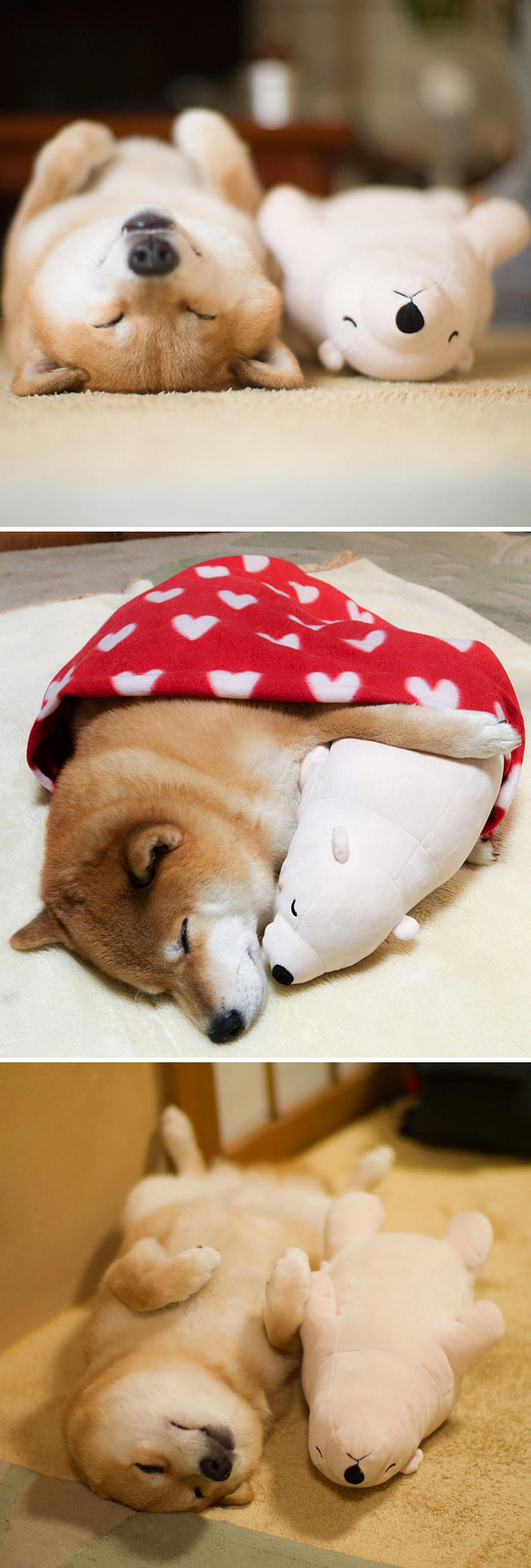 funny-shiba-inu-3-5ae6d6efd8469__700