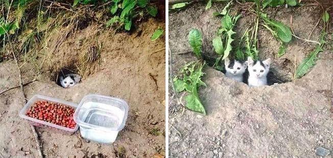 two-cats-better-than-one-2-60a75debb6481__700