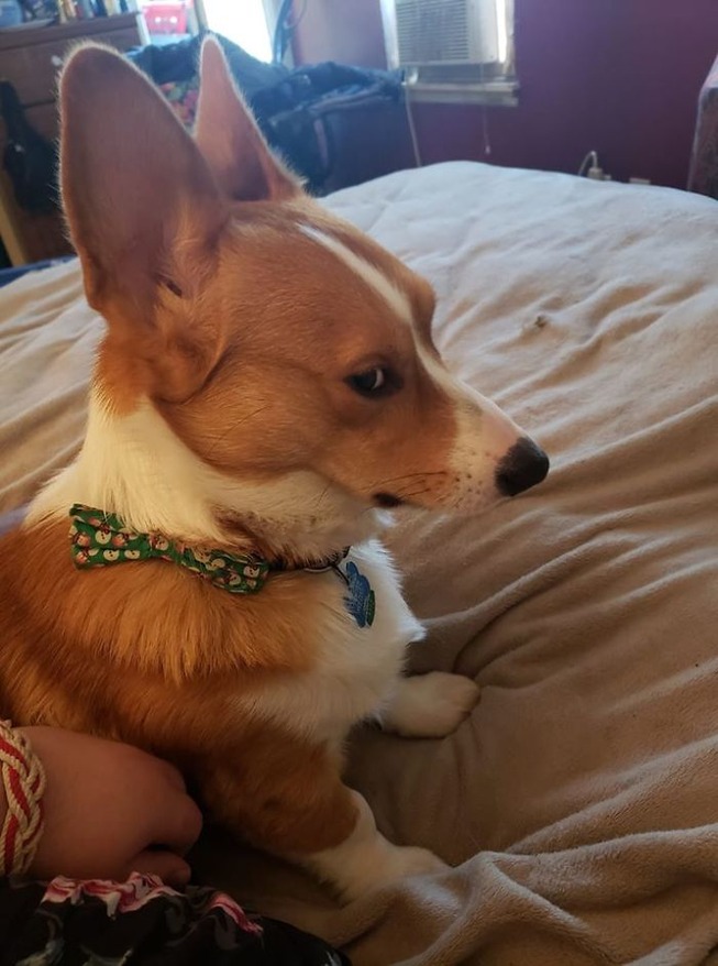 corgis-38-5e5d2a158c6f2__700