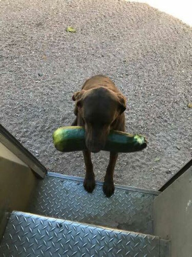 ups-drivers-meet-animals-best-of-all-time-13-6666a2148462b__700