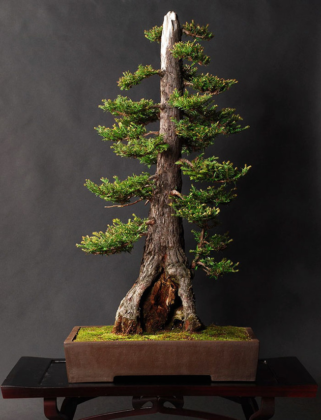 amazing-bonsai-trees-32-5710fb37868f7__700