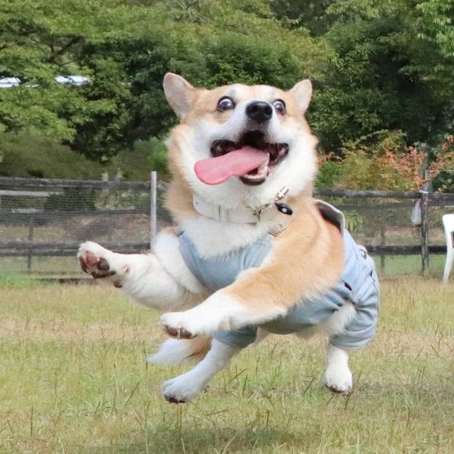 funny-expressive-dog-corgi-genthecorgi-1-35-5f0ea75fd9009__700