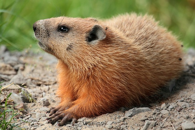 1200px-Marmota_monax_UL_04