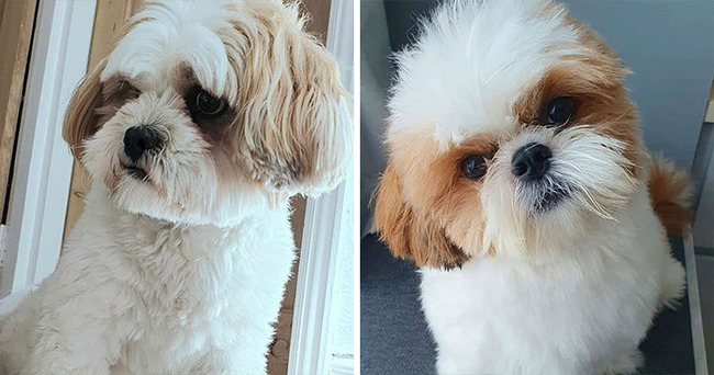 dog-breeds-that-look-similar-5f85acc977aca__700