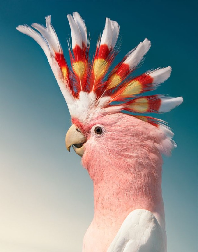 endangered-photo-portraits-birds