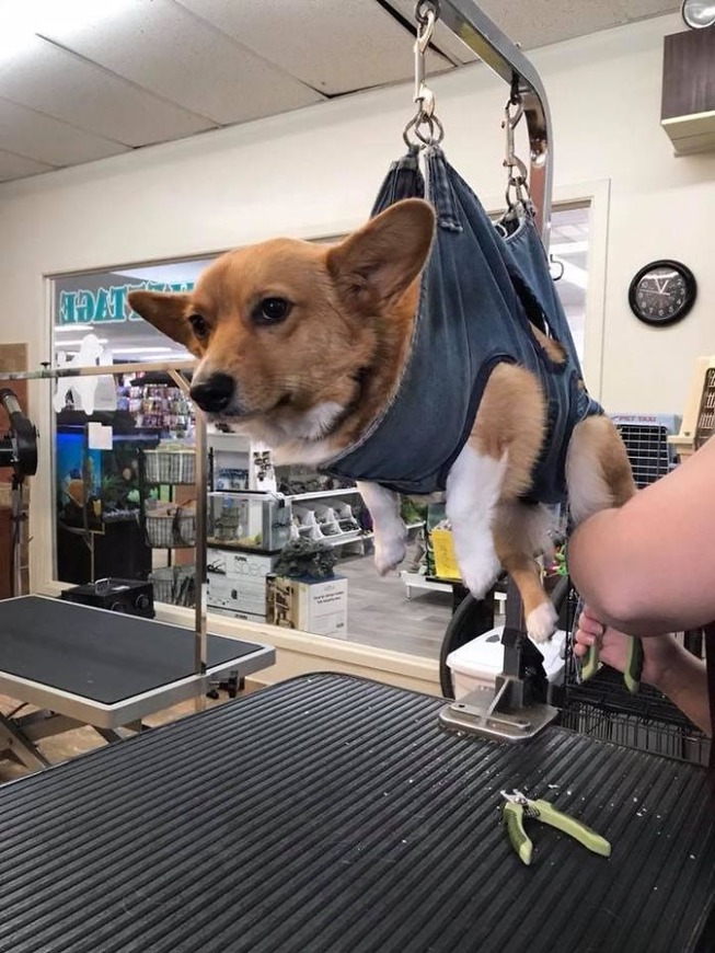 corgis-21-5e5d251030792__700 (1)