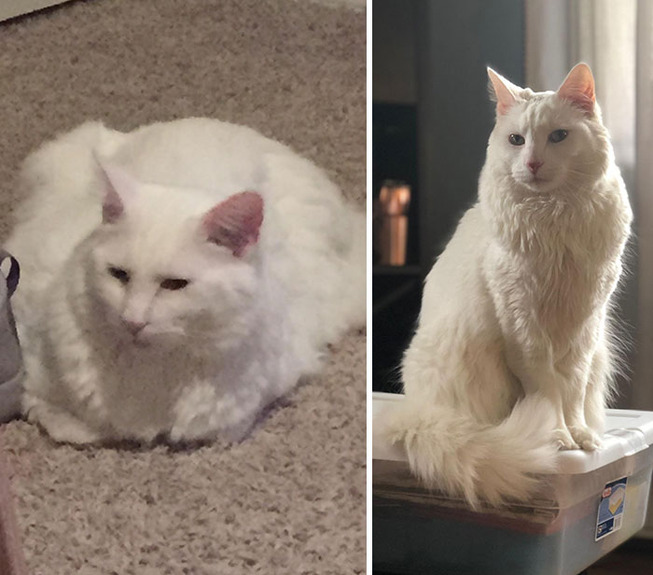 fat-cats-losing-weight-before-after-57-5ed5118264f78__700