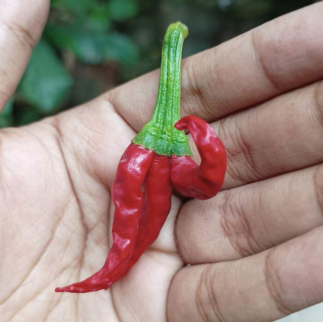 65cde7cc5ebe1_interesting-plant-fasciation-examples