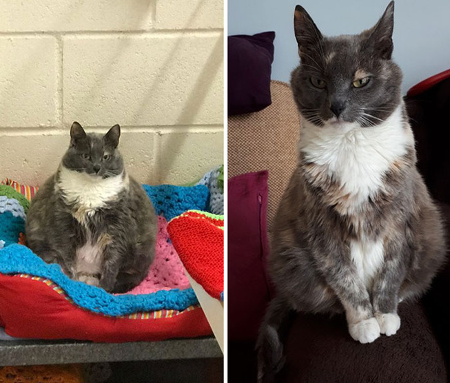 fat-cats-losing-weight-before-after-226-5ed4e33c28c4c__700